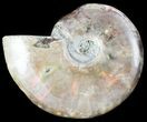 Flashy Red Iridescent Ammonite - Wide #45796-1